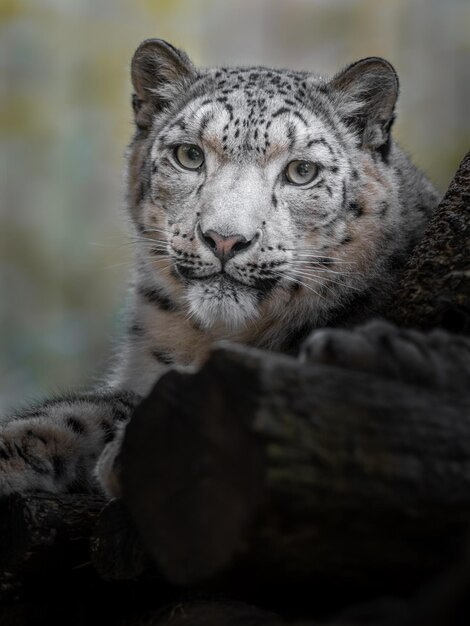 Photo snow leopard irbis