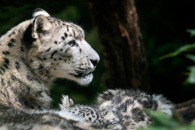 Snow leopard mother with cub Panthera uncia