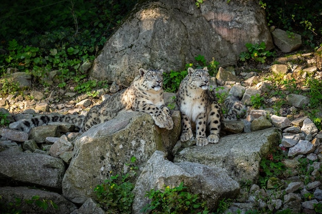 驚くべき光の中のユキヒョウの肖像自然生息地の野生動物非常に珍しいユニークな野生の猫IrbisPantherauncia Uncia uncia