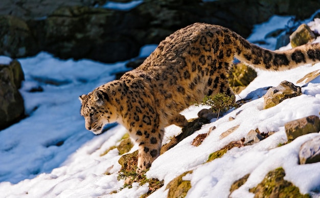 Foto un leopardo delle nevi cammina nella neve.