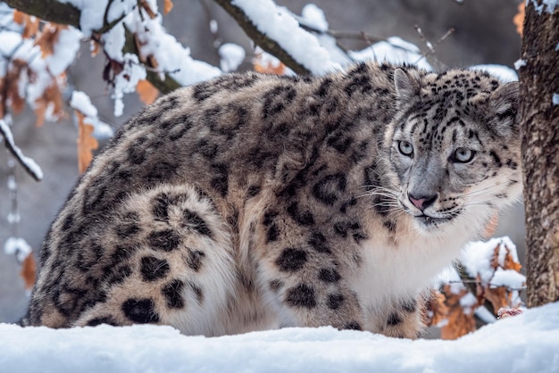 冬の雪のユキヒョウ