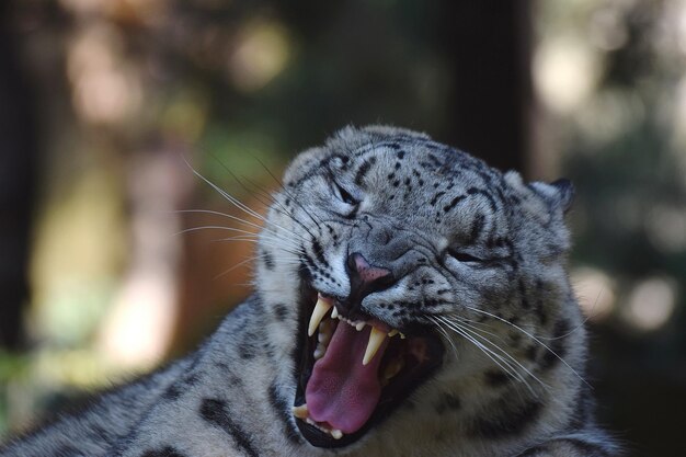 Photo snow leopard