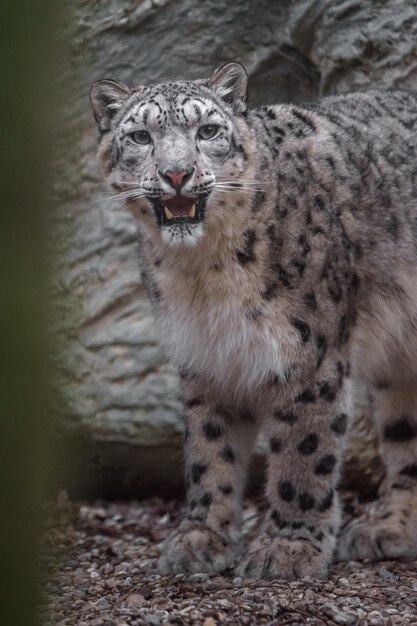 Snow Leopard