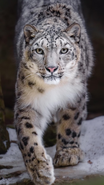 Snow Leopard