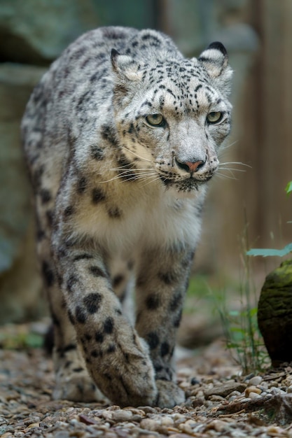 Snow leopard