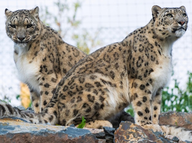 Photo snow leopards