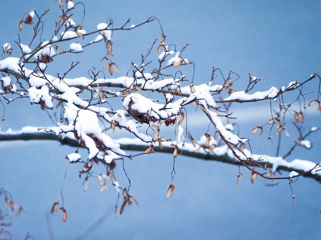 Photo snow on maple tree