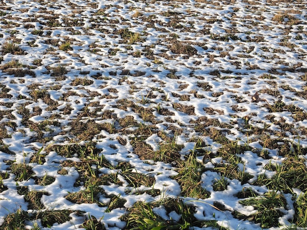 Snow in meadow