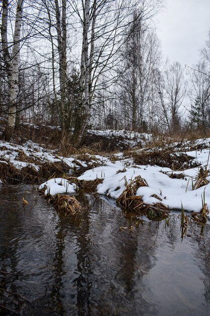 Snow melts in spring in the forest