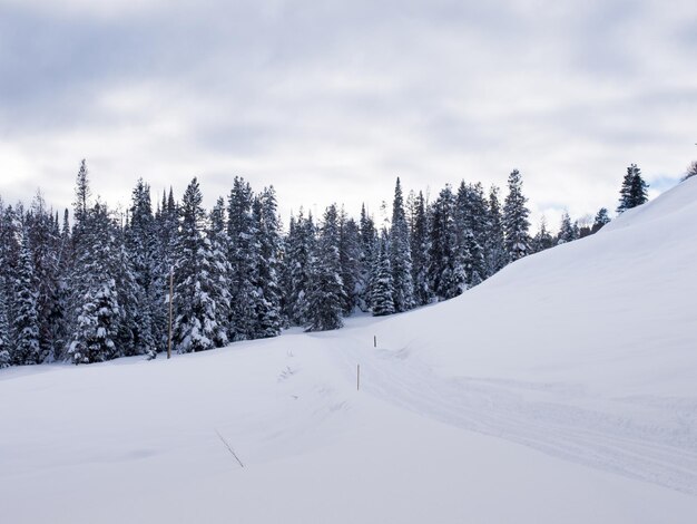 Snow mobile trail at the Jacksone Hole, WY.