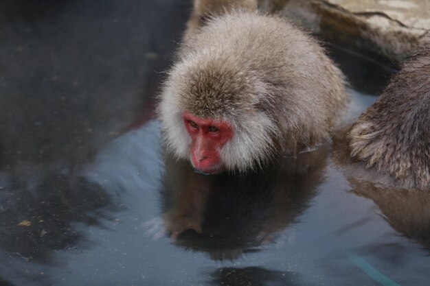 Snow Monkey Japan