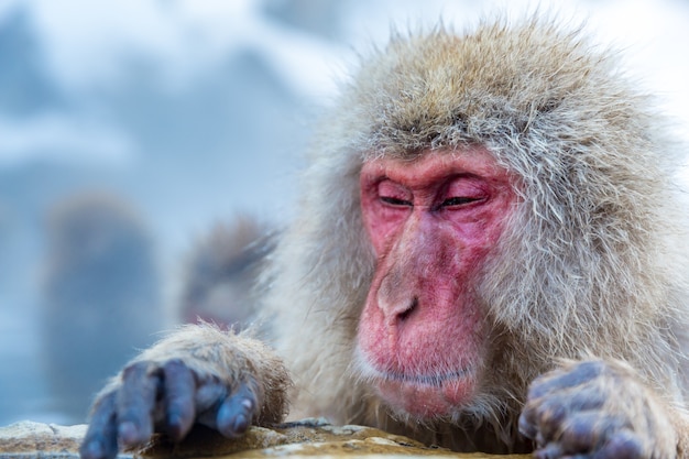 Snow monkey Macaque Onsen