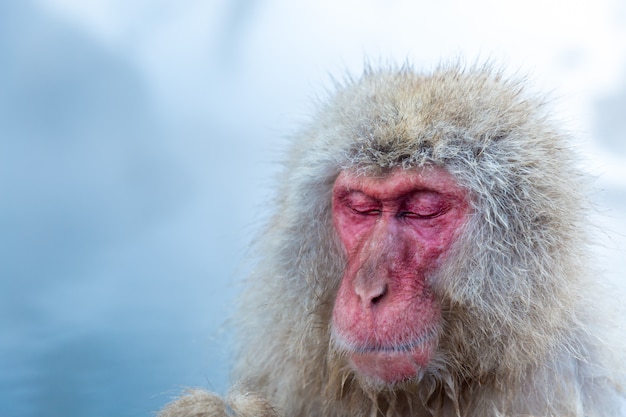 Snow monkey Macaque Onsen