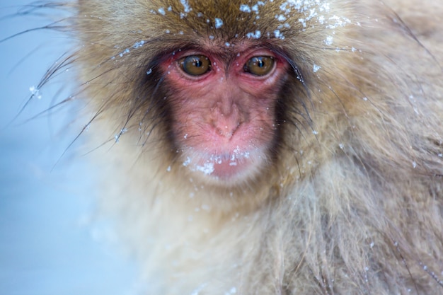 Snow monkey Macaque Onsen