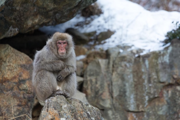 Photo snow monkey