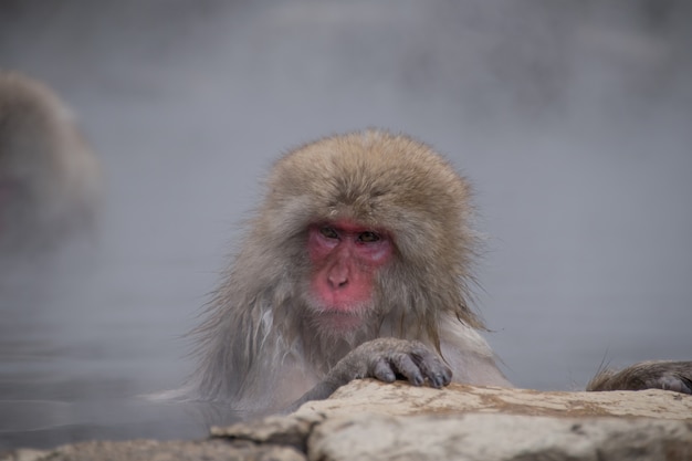 Photo snow monkey