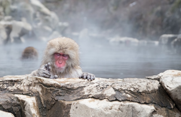 Photo snow monkey