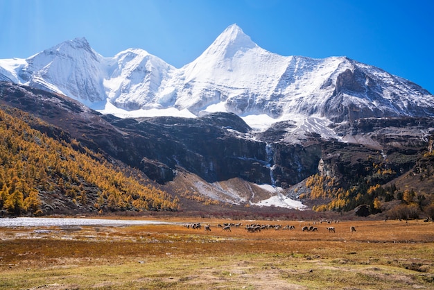 Photo snow mountain in china