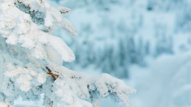 スキー場の雪の山の峰と木々のビデオ、冬で覆われた木の枝の上部