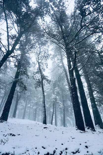 冬の山の雪、白くて寒い日