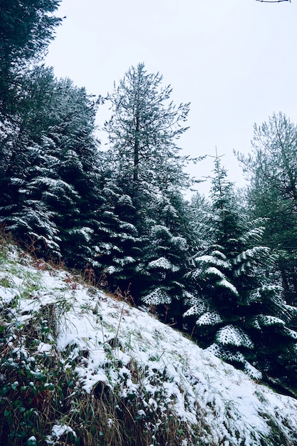 冬の山の雪