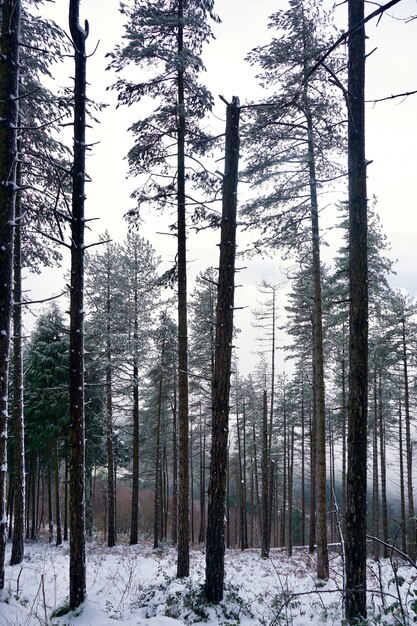 snow on the mountain in winter season