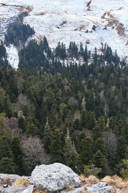 Snow in mountains and green branches and tops of firs and pines