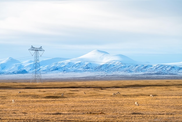 Snow mountains landscape with the tibetan antelope on cold steppe in tibet plateau