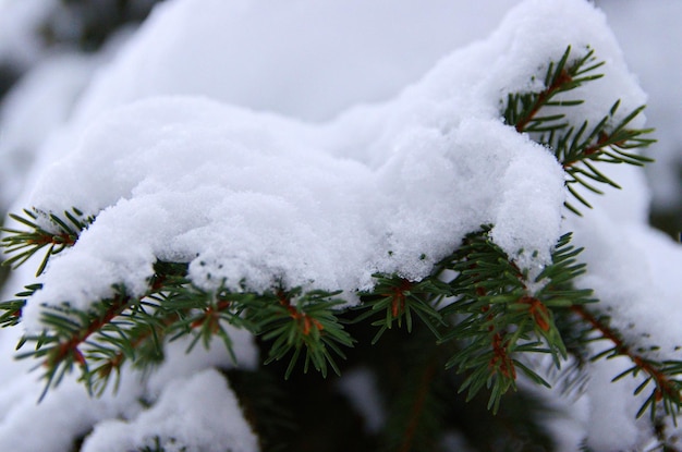 Фото Снег на еловой ветке.