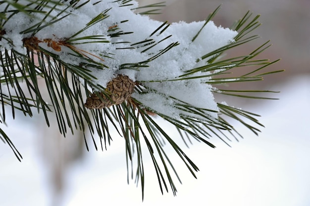 写真 松の木の枝に雪が降る