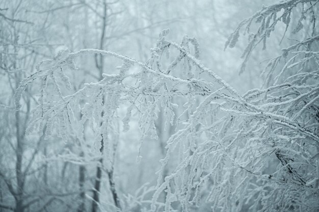 Фото Снег на деревьях