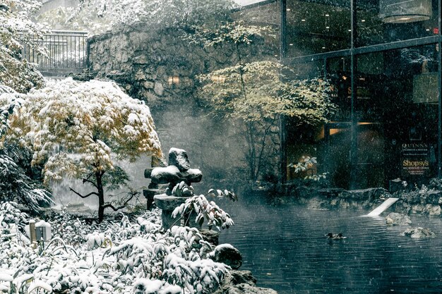 Фото Снег на растениях в городе