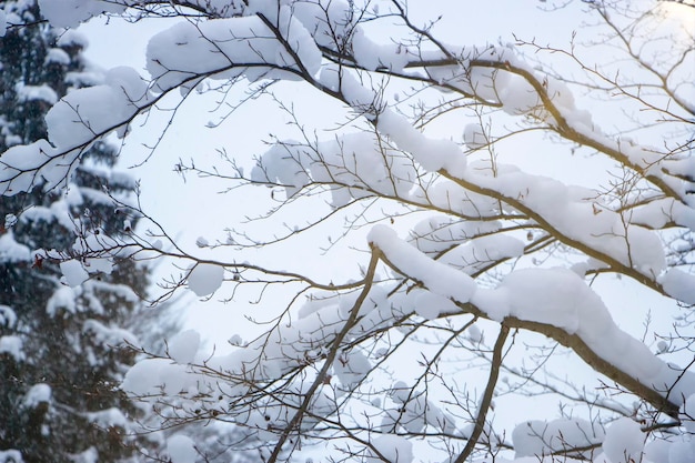 사진 나뭇가지에 눈이 내리는 숲 속의 아름다운 겨울날