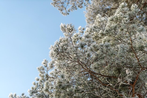 Фото Снег на ветвях деревьев в зимнем парке морозная погода