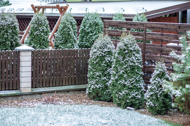 Фото Снег на деревянной палубе и заборе с вечнозелеными растениями в фоновом режиме