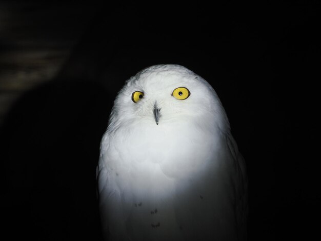 黒に分離された雪フクロウ撮り