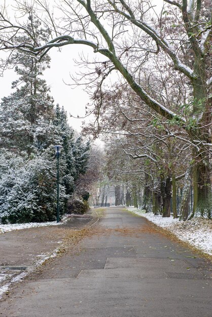 Foto cammino di neve a novembre sulla collina di petrin