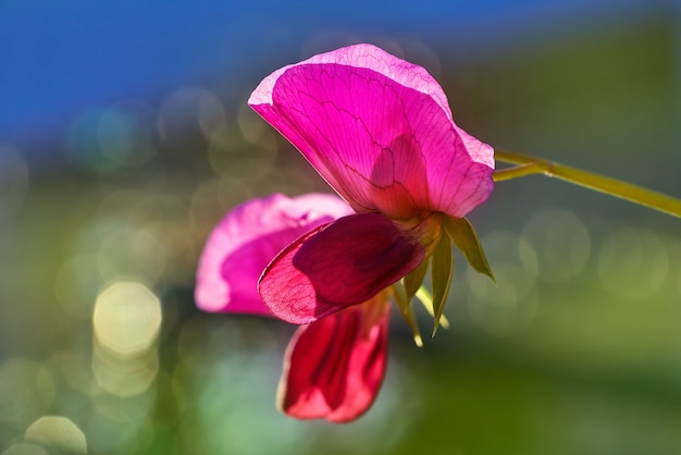 Snow pea pink flower in orchard field