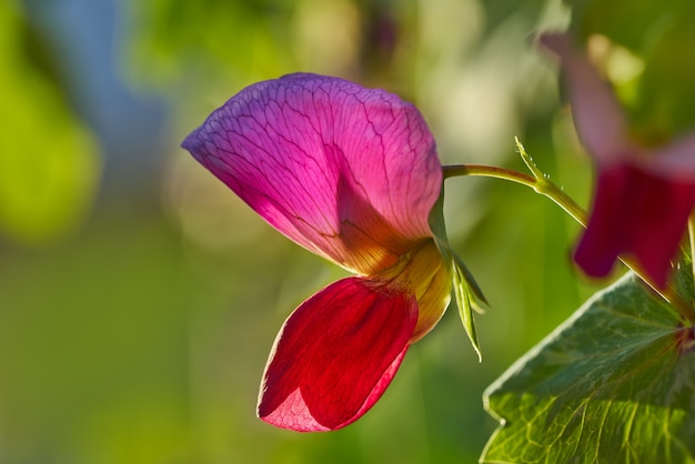 Snow pea pink flower in orchard field