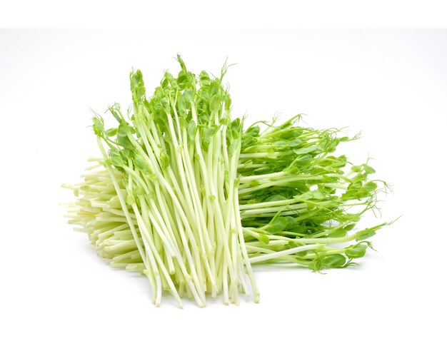 Snow pea sprouts on white