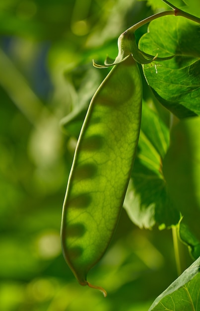 Snow pea in urban homestead orchard