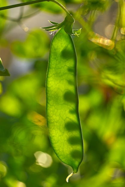 Snow pea in urban homestead orchard