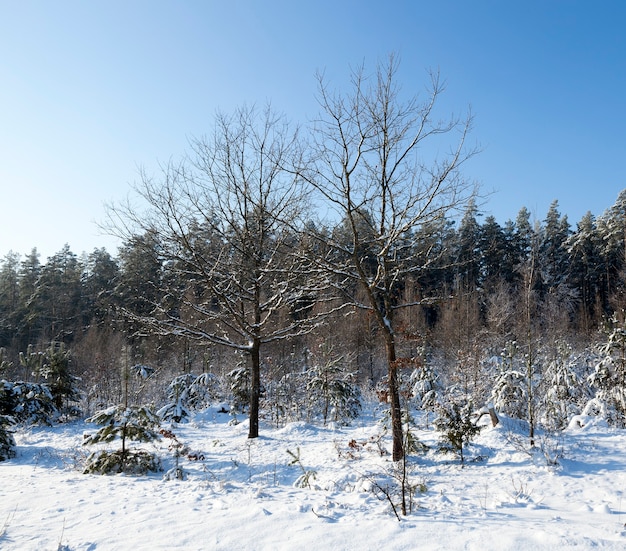 降雪後に現れた冬の雪を撮影。閉じる、