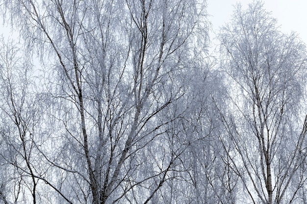 降雪後に現れた冬の木に写った雪、クローズアップ、