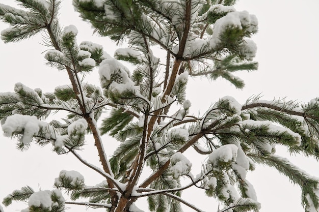 Snow pine branches with cones isolated on white