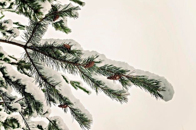 Snow pine branches with cones isolated on white