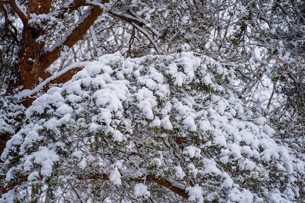 ウクライナのウィンターパークの松の木の枝に雪が降る