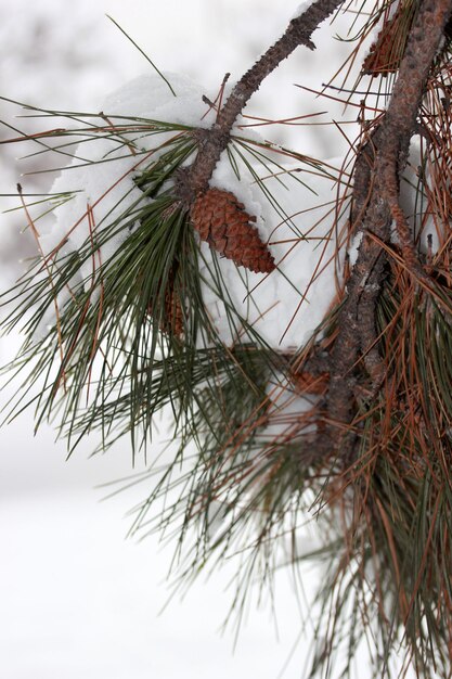 Snow on the pine tree winter abstract background