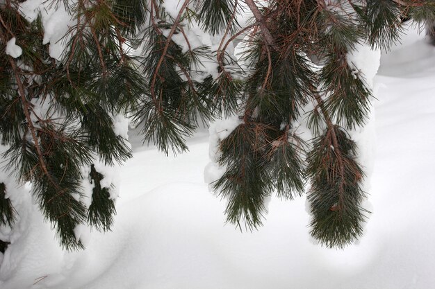 Snow on the pine tree winter abstract background