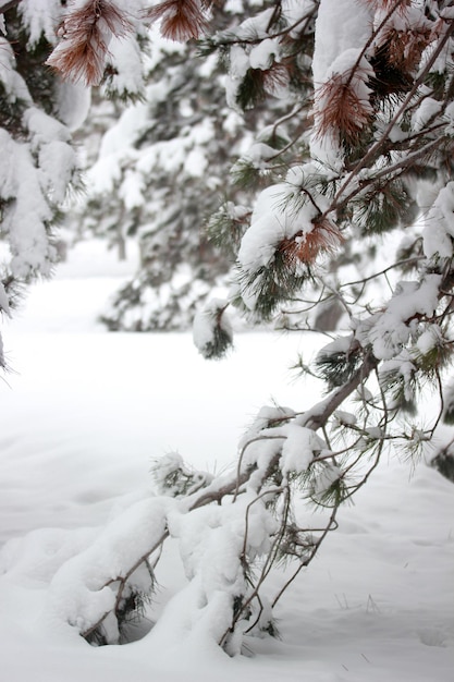 松の木の雪冬の抽象的な背景